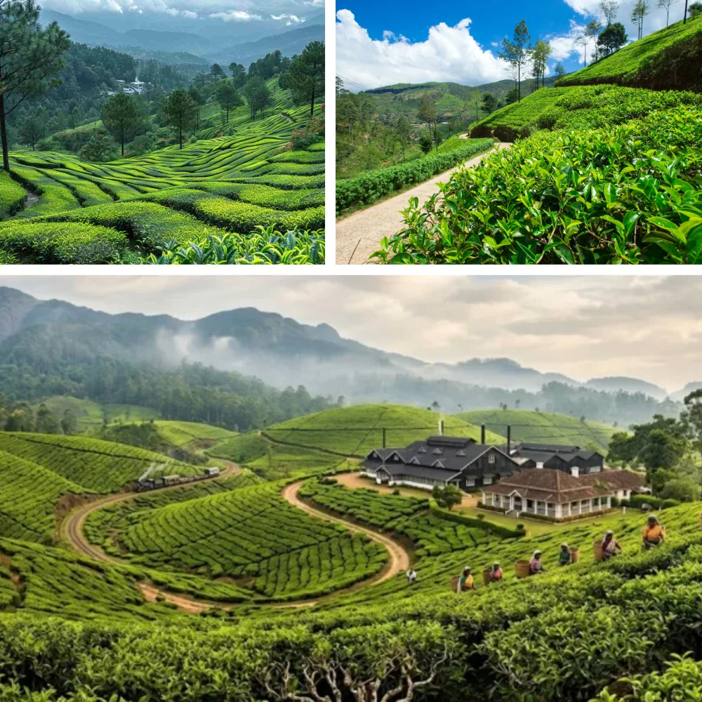 Darjeeling vs Assam vs Himalayan Tea: Why The Himalayas Brew a Story of Their Own