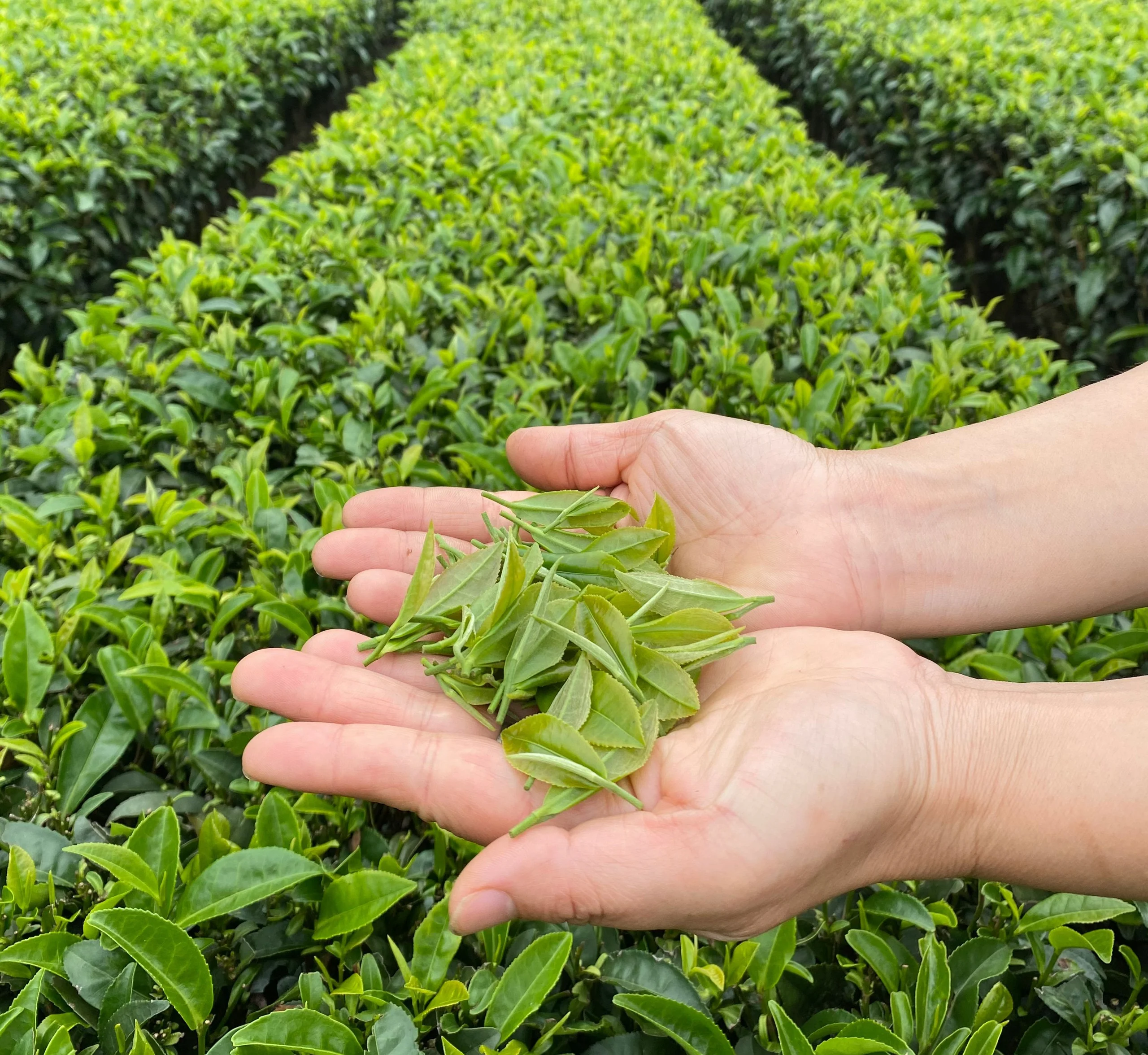 Two Leaves and a Bud: The Plucking Standard