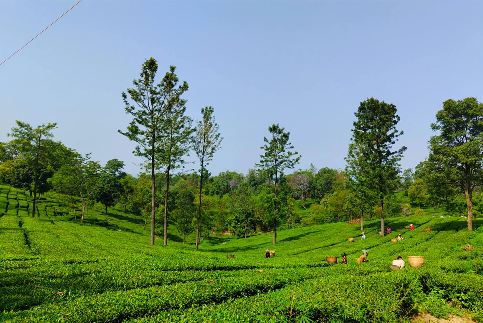 Kangra Green Tea — A Different Kind of Green